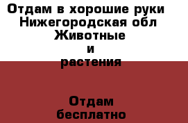 Отдам в хорошие руки - Нижегородская обл. Животные и растения » Отдам бесплатно   . Нижегородская обл.